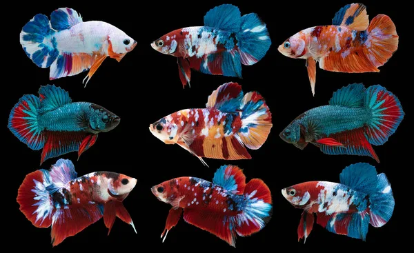 Set of beautiful nine betta fish, Collection movement of multi color Betta, Varies Siamese fighting fish, Cupang, Colorful Shot tail betta, Rhythmic of betta splendens isolated on black background.