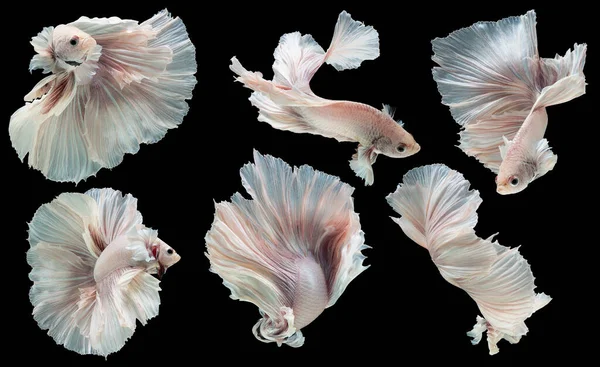 Set Beautiful Six Betta Fish Collection Movement White Betta Siamese — Stock Photo, Image