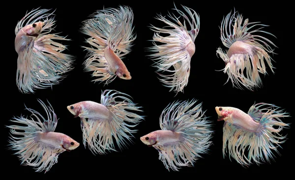 Set Beautiful Six Betta Fish Collection Movement White Crowntail Betta — Stock Photo, Image
