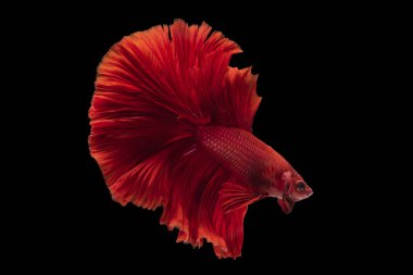 Beautiful movement of red betta fish, Siamese fighting fish, Cupang,  Halfmoon betta (Rosetail), Rhythmic of betta splendens isolated on black background.