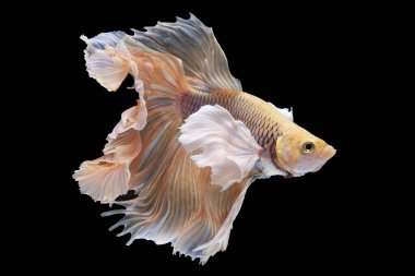 Kırmızı betta balığının güzel hareketi, Siyam dövüşçü balığı, Cupang, Yarım Ay Beta (Rosetail), Siyah arka planda izole edilmiş betta ihtişamlarının ritmi.