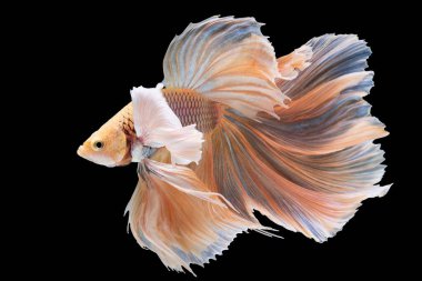 Kırmızı betta balığının güzel hareketi, Siyam dövüşçü balığı, Cupang, Yarım Ay Beta (Rosetail), Siyah arka planda izole edilmiş betta ihtişamlarının ritmi.