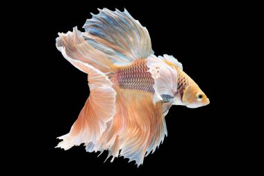 Kırmızı betta balığının güzel hareketi, Siyam dövüşçü balığı, Cupang, Yarım Ay Beta (Rosetail), Siyah arka planda izole edilmiş betta ihtişamlarının ritmi.