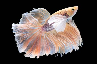 Kırmızı betta balığının güzel hareketi, Siyam dövüşçü balığı, Cupang, Yarım Ay Beta (Rosetail), Siyah arka planda izole edilmiş betta ihtişamlarının ritmi.