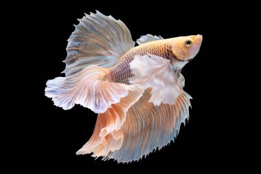 Kırmızı betta balığının güzel hareketi, Siyam dövüşçü balığı, Cupang, Yarım Ay Beta (Rosetail), Siyah arka planda izole edilmiş betta ihtişamlarının ritmi.