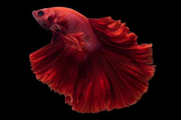 红色贝塔鱼 暹罗格斗鱼 半月形贝塔 玫瑰尾 的美丽运动 在黑色背景上被隔离的贝塔华丽的韵律 — 图库照片