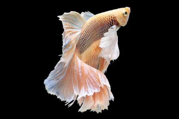 Beautiful Movement Red Betta Fish Siamese Fighting Fish Cupang Halfmoon — Stok fotoğraf