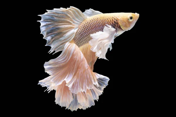 Beautiful movement of red betta fish, Siamese fighting fish, Cupang,  Halfmoon betta (Rosetail), Rhythmic of betta splendens isolated on black background.