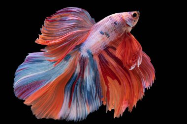 Renkli Siyam Dövüşen Balığı 