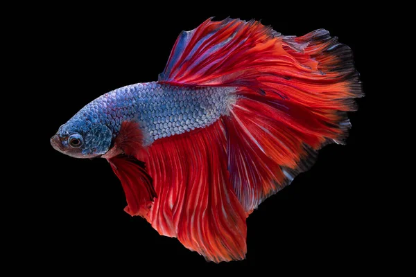 Close Azul Vermelho Betta Peixe Belos Peixes Combate Siameses Betta — Fotografia de Stock