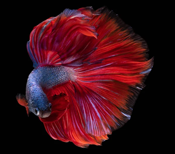 接近蓝色的红色贝塔鱼 美丽的暹罗战斗鱼 贝塔华丽的黑色背景隔离 工作室拍摄 — 图库照片