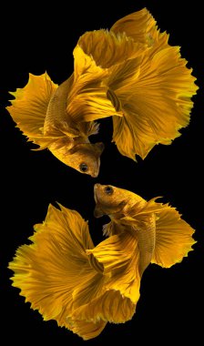 İki altın betta balığının güzel hareketi, sarı Siyam dövüşçü balığı, siyah arka planda izole edilmiş Beta ihtişamı, Stüdyo çekimi.