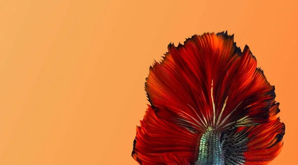 Red tail of betta splendens, Colorful tail Siamese fighting fish, betta fish, siamese betta with orange background.