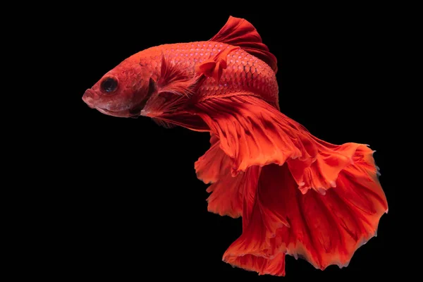 Red Color Betta Splendens Movement Siamese Fighting Fish Betta Fish — 스톡 사진