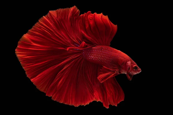 Red Betta Glendens Рух Сіамських Воюють Рибою Бетта Рибою Сіамською — стокове фото