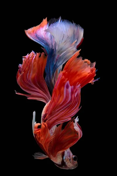 Bellissimo Pesce Rosso Blu Betta Cattura Momento Commovente Del Pesce — Foto Stock