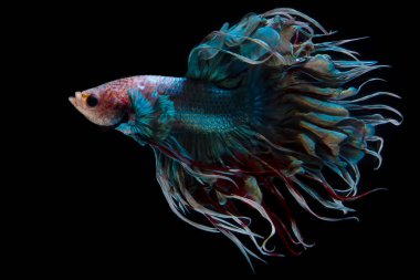 Çok renkli betta balıklarının yakın plan sanat hareketi, Betta balığı, Siyam betta siyah arka planda izole.