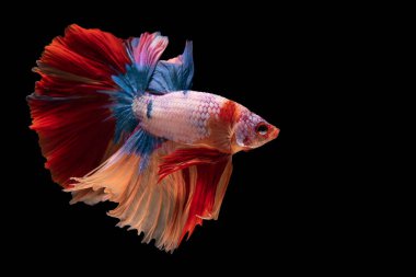 Kırmızı betta balığının güzel hareketi, Siyam dövüşen balığı, siyah arka planda izole edilmiş Betta ihtişamı. Stüdyo çekimi.