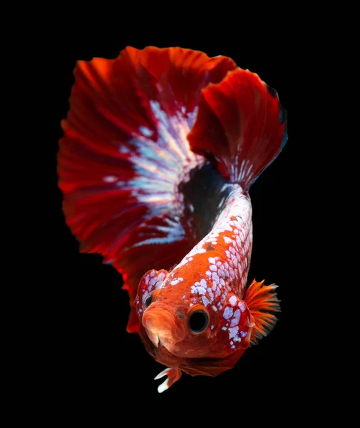 Красная Рыба Бетта Сиамские Боевые Рыбы Красивом Движении Изолированы Черном — стоковое фото