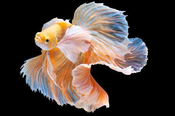 Beautiful Movement Yellow Betta Fish Yellow Siamese Fighting Fish Betta — Stock Photo, Image