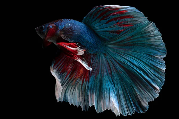 Vacker Rörelse Blå Betta Fisk Siamesiska Kämpar Fisk Betta Splendens — Stockfoto