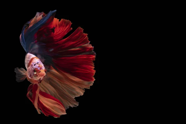Прекрасний Рух Червоної Блакитної Бетта Риби Сіамської Бойової Риби Бетта — стокове фото