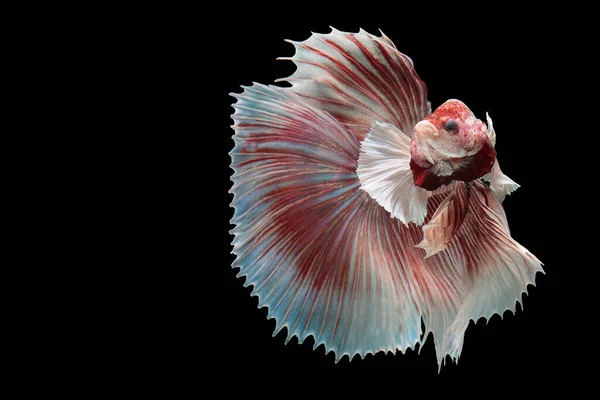 Beautiful Movement White Red Betta Fish Siamese Fighting Fish Betta — Stock Photo, Image