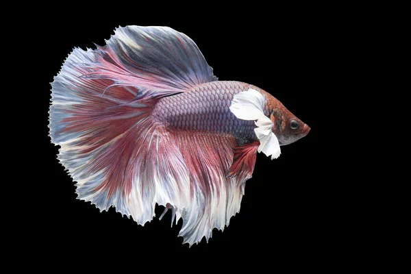 Hermoso Movimiento Pez Blanco Rojo Betta Peces Siameses Lucha Betta — Foto de Stock