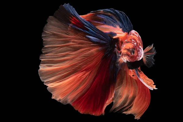 Красивое Движение Красно Синей Бетта Рыбы Сиамские Боевые Рыбы Бетта — стоковое фото
