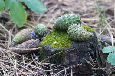 Kozalaklı ormandaki kozalaklar. Ormanda yürü.