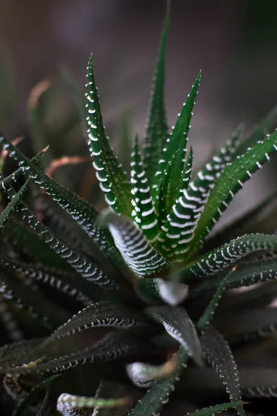 Haworthia Verzwakken Kleine Sappige Kamerplant — Stockfoto