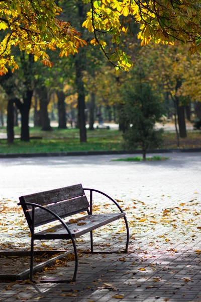 Herbstspaziergang Bänke Park Herbst Vor Dem Hintergrund Gelber Bäume — Stockfoto