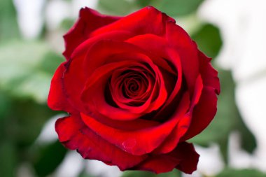 Gül yapraklarının arka planında kırmızı gül. Üst görünüm