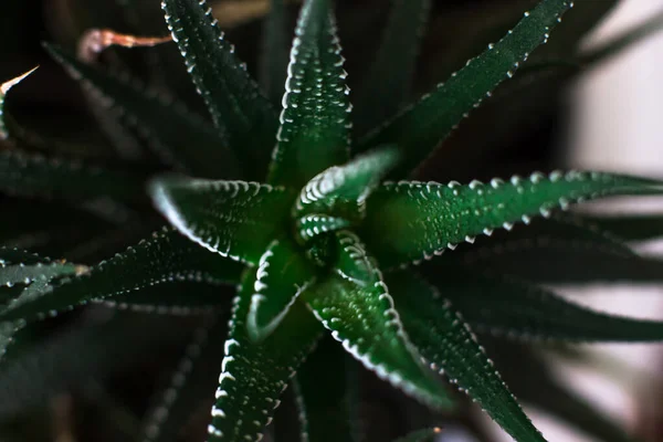 Haworthien Dämpfen Kleine Saftige Zimmerpflanze — Stockfoto