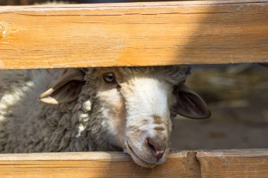 Koyun çitin arkasından dışarı bakıyor.