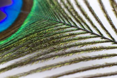 Beyaz arkaplanda tavuskuşu tüyü