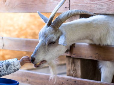 Kızın biri keçinin yüzünü okşuyor. Komik keçi. Kırsal yaşam.