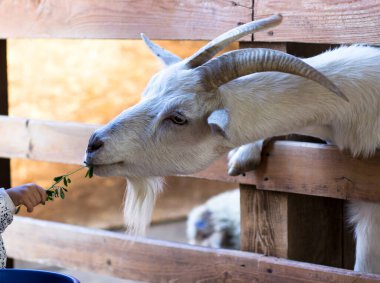 Bir keçi çitin arkasından dışarı bakıyor. Boynuzlu keçi