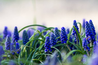 Sokaktaki bahçe çiçekleri. Muskari. Şehir yatağı.