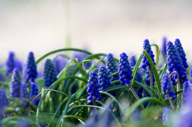 Sokaktaki bahçe çiçekleri. Muskari. Şehir yatağı.