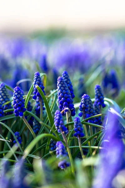 Garden Flowers Street Muskari City Flowerbed Vertical Orientation — Stock Photo, Image