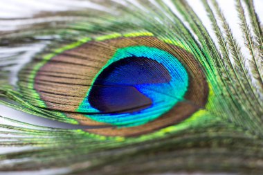 Beyaz arkaplanda tavuskuşu tüyü