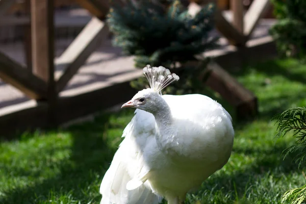 Pavone Bianco Erba Verde — Foto Stock