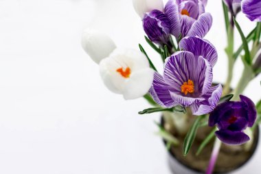 Yay kartpostalında mesaj için boşluk var. Beyaz arka planda folet ve beyaz timsahlar. Üst görünüm