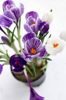 Bahar kartpostalı. Crocus 'lar beyaz arka planda mor ve beyazdır.