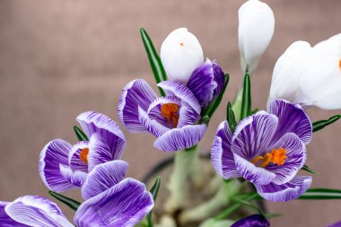 Bahar kartpostalı. Crocus 'lar kahverengi arka planda mor ve beyazdır. Üst görünüm
