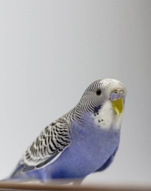 Beyaz arka planda mavi muhabbet kuşu. Genç erkek.