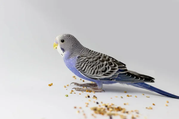 Modrý Budgerigar Bílém Pozadí Mladý Muž — Stock fotografie