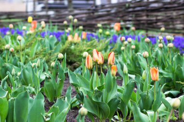 Şehir Parkı: lale ve muscari. Parkta bahar çiçekleri