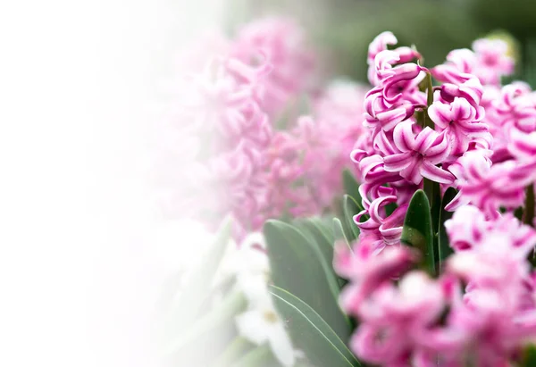 Banner Met Ruimte Voor Tekst Voorjaarskaart Met Roze Hyacinten — Stockfoto